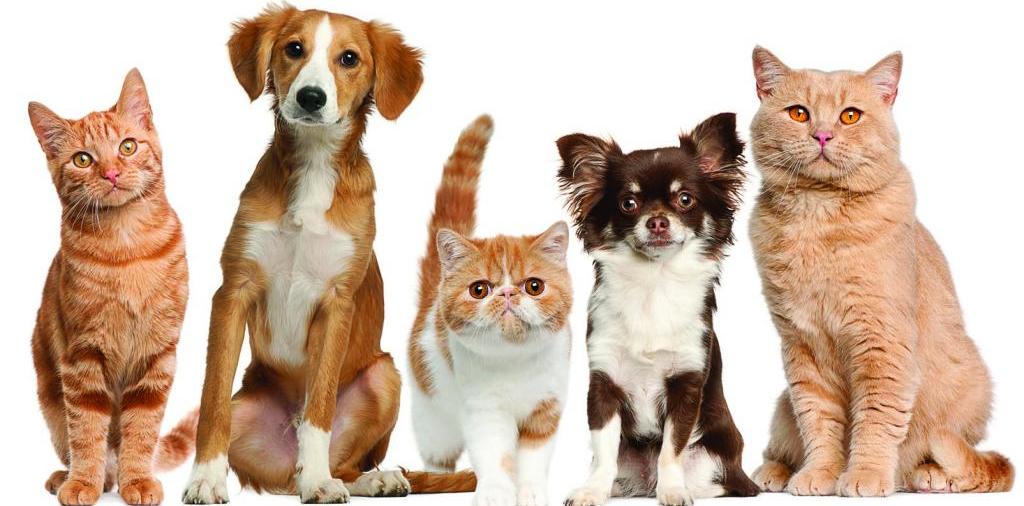 Доска объявлений о животных | ЗооТом - продажа, вязка и услуги для животных в Судже