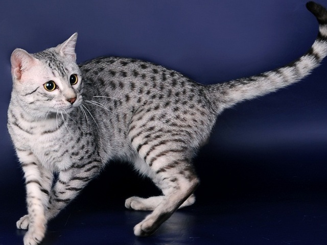 Породы кошек в Судже | ЗооТом портал о животных