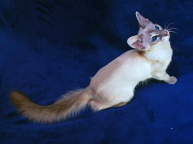Выведенные породы кошек в Судже | ЗооТом портал о животных