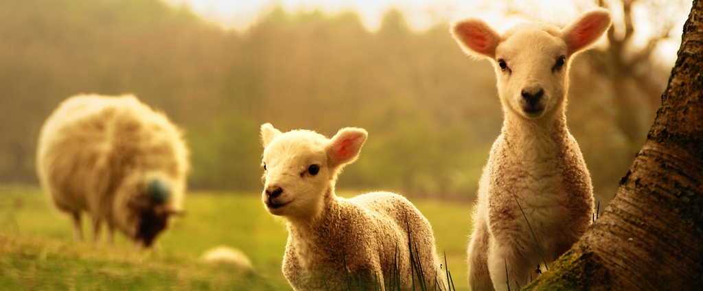 Объявления о сельскохозяйственных животных | ЗооТом - продажа, вязка и услуги для животных в Судже