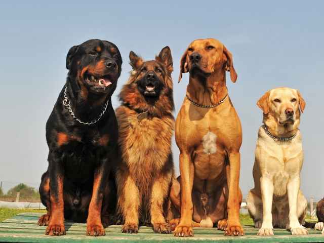 Крупные породы собак в Судже | ЗооТом портал о животных