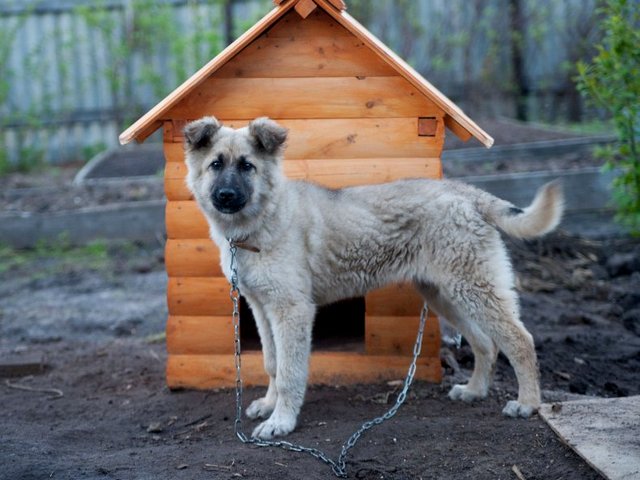 Все о собаках в Судже Все о собаках в Судже